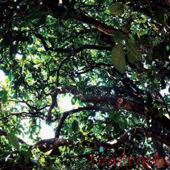 "Professional Cellaring" for Pu-er Tea: What is it?