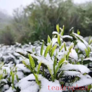 Technical Measures for Tea Gardens in Anhui Province to Cope with Low Temperatures, Snow, and Freezing Weather