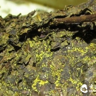 Does Anhua Dark Tea All Contain Golden Flowers?