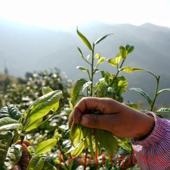 Puer Tea Production Techniques