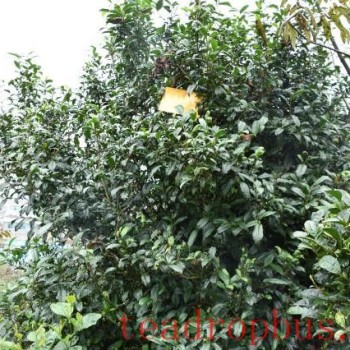 Characteristics of Spring Tea from Ancient Pu-er Trees
