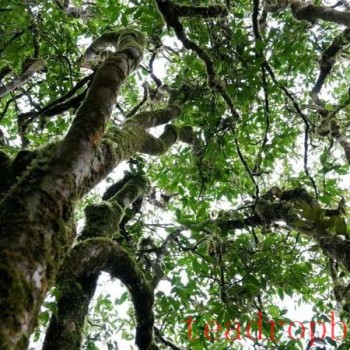 Tea Chronicles Malipo Series (Part 3): Malipo Tea – Bearing a Long and Flowing Tradition