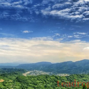 Differences Between Mengding Ganlu and Biluochun: Can You Tell Them Apart?
