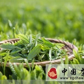 100 Questions on Chinese Tea Knowledge (Questions 81-100)