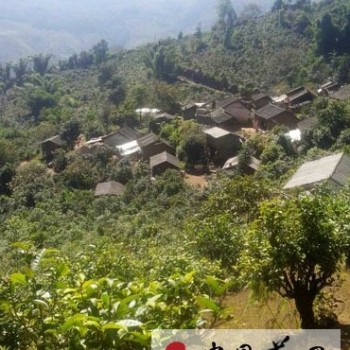 Lincang Mengku Fusai Tea | The Next Mountain Hotspot?