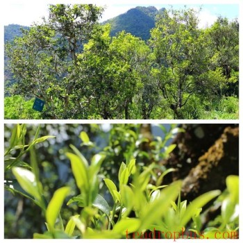 Listen to the Tale of the "Tea Trees Encircling Field Borders" in Wuliang Mountain