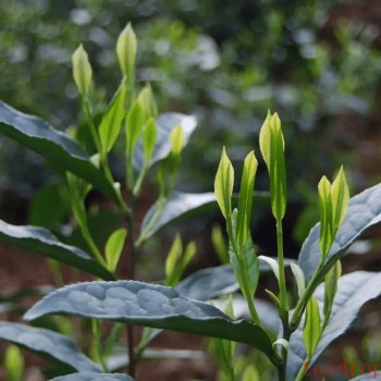 Huoshan Yellow Monkey, What Type of Tea Is It? A Gem Among Green Teas, Its Orchid Fragrance Refreshes the Heart.