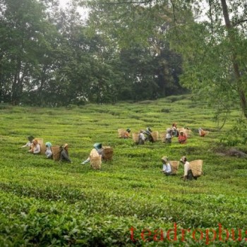 Makaibari Tea Treasures: An Infusion of the Modern into a Cup of Tradition