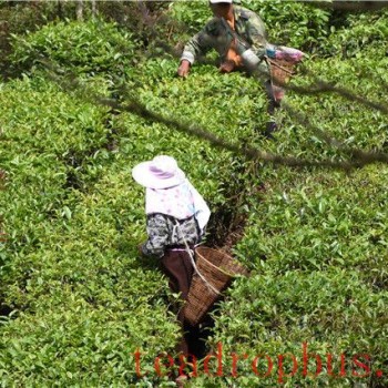 What are the differences between Pre-Ming Tea and Pre-Rain Tea?