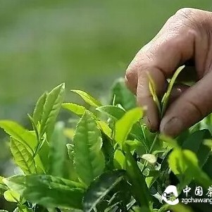 The Secrets About Pu-erh Tea You Didn't Know!