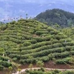 Qinglong Tea Industry: Promoting Transformation and Upgrading to Boost Income for Tea Farmers and Enterprises