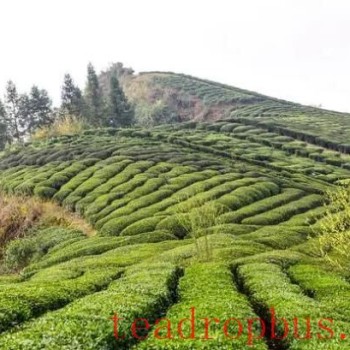 Why is the Longjing Tea from Longjing Village so Renowned? What Makes Its Tea Gardens Unique?