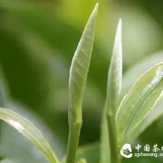 What Are the Misconceptions About Drinking Green Tea in Summer?