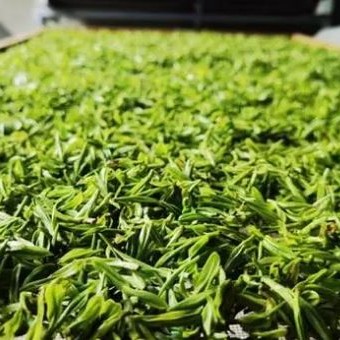 Xiapu: Doing Well in the &quot;Three Teas&quot; to Enrich the People