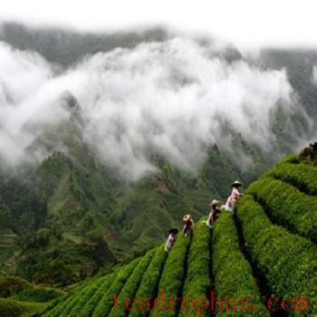 Qinglong Green Tea