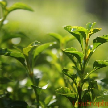 Mengding Ganlu: The Premier of Green Teas—Pan-Fired or Oven-Dried?