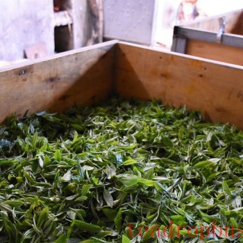 The Tea-Making Skills of Qimen Black Tea