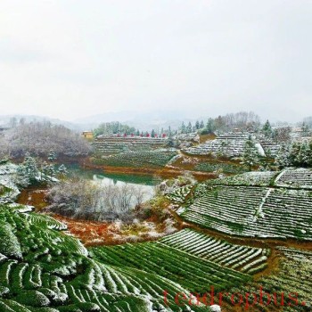 Anhui Academy of Agricultural Sciences Tea Research Institute: Emergency Prevention and Remedial Techniques for Extreme Winter Cold Damage in Tea Gardens