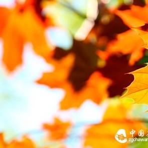 How to Drink Pu'er Tea in Autumn?