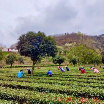 Sanyang Town: Empowering the Tea Industry through Party Building for Prosperous Villages and Enriched People
