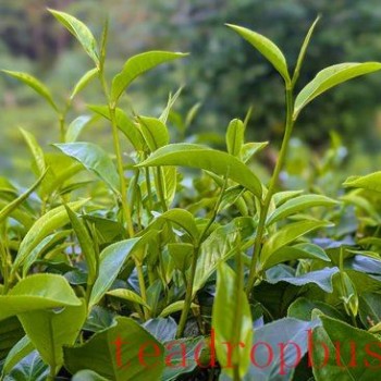 Scientists Identify Key Tea Bud Gene