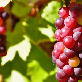 Grape Oolong Tea: An Innovative Non-Black Tea Beverage