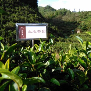Liu Bao Tea's Humid Weather, Aged Flavor, and Musty Smell