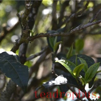 Man Nu Spring Tea Prices for 2024