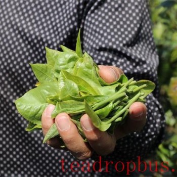 Yiwu Gafeng Village Spring Tea 2024 Price