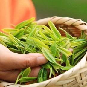 New Tea Season: How to Avoid Old Tea and Successfully Buy New Tea?