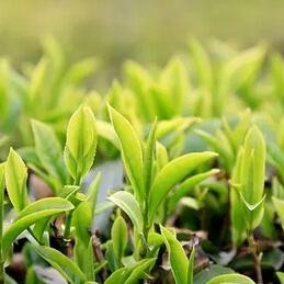 People with these diseases must drink more Pu-erh tea...
