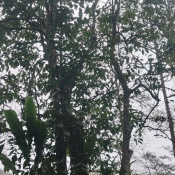 Majiepo County-s Quest for Spring Tea: The Xijin Factory Wild Ancient Tree Tea Garden