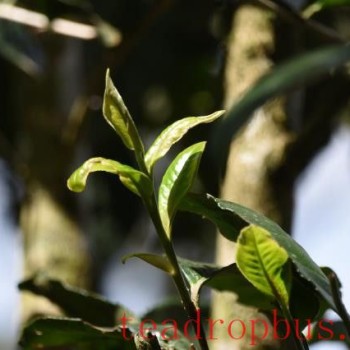 Where is the authentic origin of Pu-er tea?