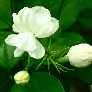 It is called the 'First Fragrance in the World', but not everyone can enjoy it freely