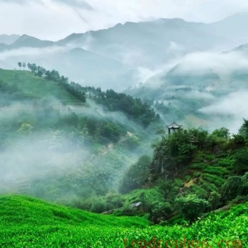 Suxianshi Township: Leading with Party Building for a Fragrant Tea Industry—Vitalizing the &quot;Tea Story&quot; of the Local Economy