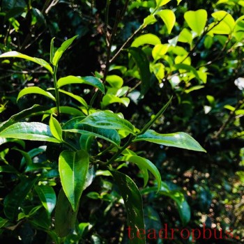 Hua Zhu Liangzi, Renowned for Its Tea in Xishuangbanna: Mangsong Hua Zhu Liangzi