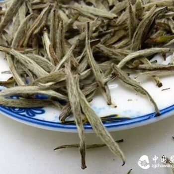 White Tip Silver Needle, The Tea with the Most Primordial Life Essence