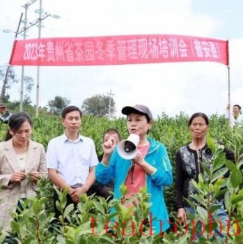 2025 Winter Management Field Training for Guizhou Tea Gardens Held in Pu-an County