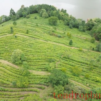 After the Rain on Empty Mountain, the Tea Garden Turns Fresh Green