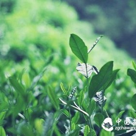 The Distance Between You and a Good Cup of Pu-erh Tea is the Distance of the Heart