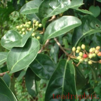 Barbarea and Ligustrum Berry Tea: The Secret of Natural Health Preservation