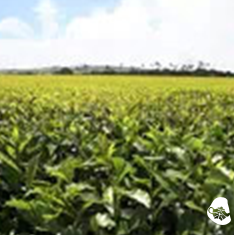 The Most Beautiful Fairyland in the Hearts of Tea Masters