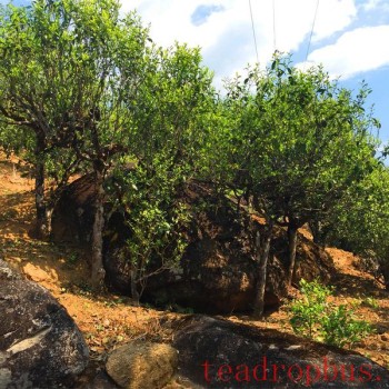 Discovering Yunnan Tea: Bingdao Xigui &amp;#8211; The Rock-Age Old Tree Tea of Yunnan