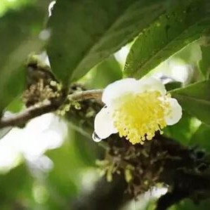 What are the "treasures" in Pu-er tea?