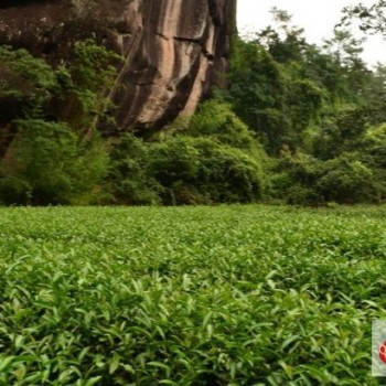 How to Distinguish the Grades of Da Hong Pao