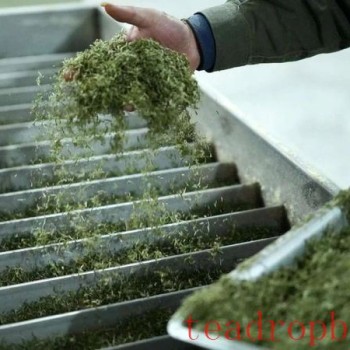 The Wrong Way to Store Green Tea: Trouble is Brewing