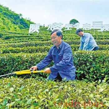 "Shaanxi Tea No. 1": From a Single Tea Plant to 210,000 Mu of Tea Gardens