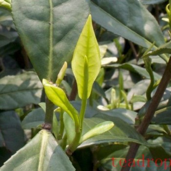 The green tea with the white leaves