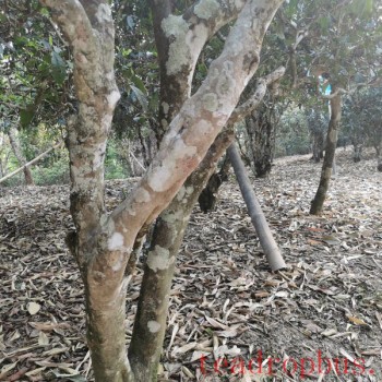 What Are the Benefits of Drinking Ancient Tree Tea for Your Health?