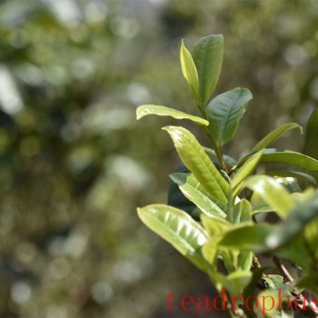 Are You Drinking Tea Correctly? Understand the Nature of Tea Before Drinking It